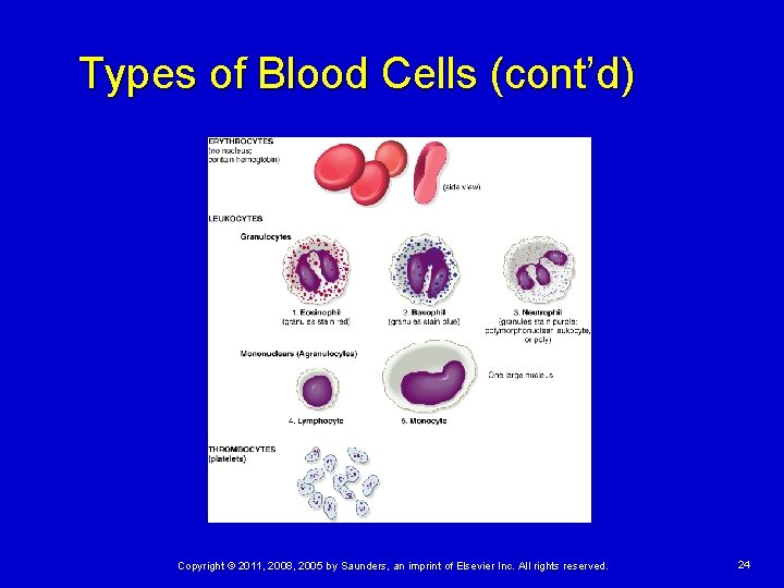 Types of Blood Cells (cont’d) Copyright © 2011, 2008, 2005 by Saunders, an imprint