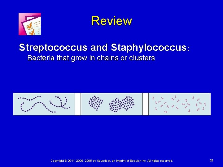 Review Streptococcus and Staphylococcus: Bacteria that grow in chains or clusters Copyright © 2011,