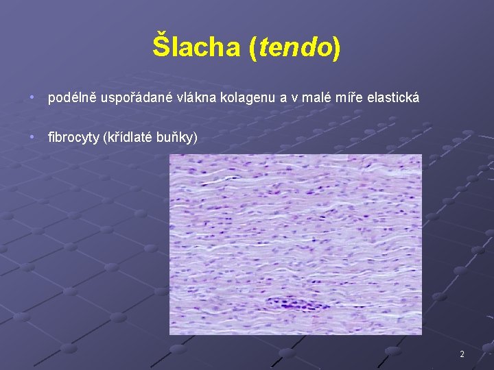 Šlacha (tendo) • podélně uspořádané vlákna kolagenu a v malé míře elastická • fibrocyty