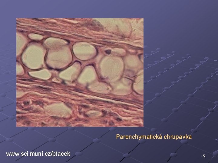 Parenchymatická chrupavka www. sci. muni. cz/ptacek 5 