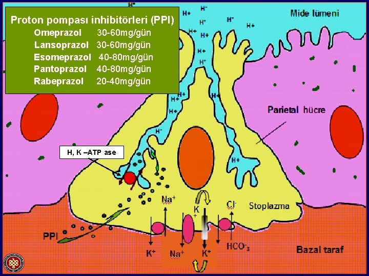 Proton pompası inhibitörleri (PPI) Omeprazol Lansoprazol Esomeprazol Pantoprazol Rabeprazol 30 -60 mg/gün 40 -80