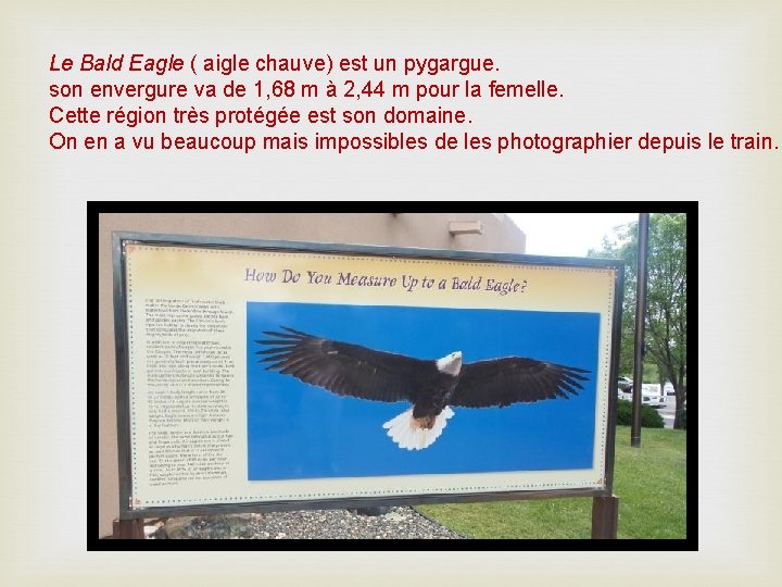 Le Bald Eagle ( aigle chauve) est un pygargue. son envergure va de 1,