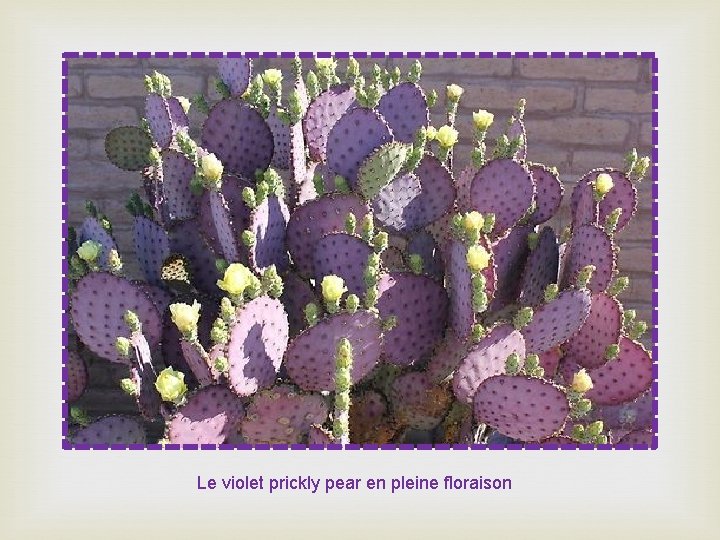 Le violet prickly pear en pleine floraison 