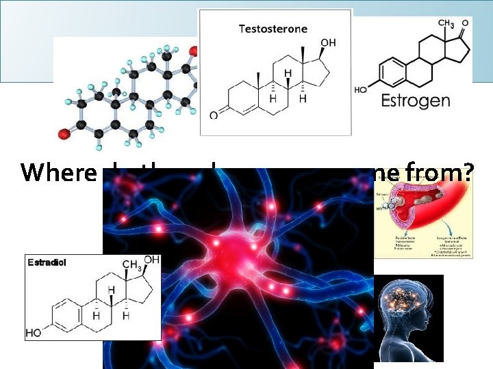 Where do these hormones come from? 