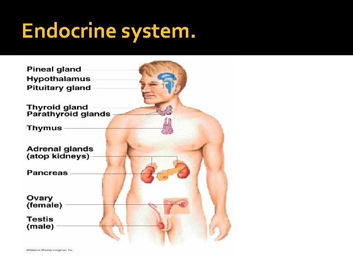 Endocrine system. 