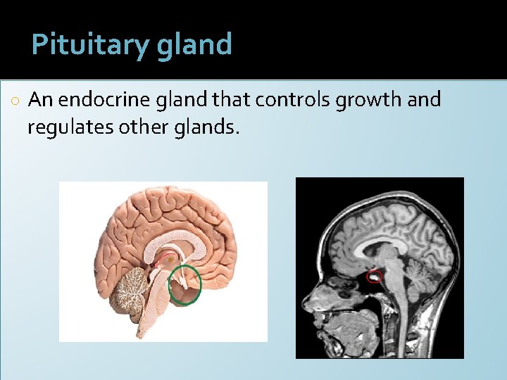 Pituitary gland ○ An endocrine gland that controls growth and regulates other glands. 