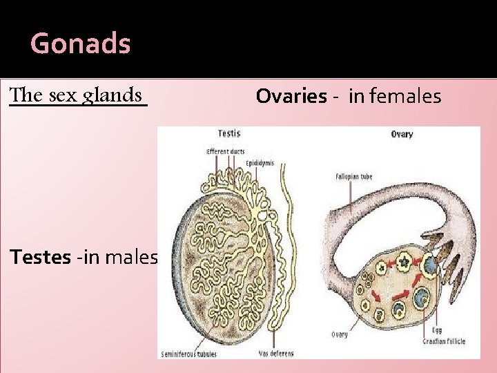 Gonads The sex glands Testes -in males Ovaries - in females 
