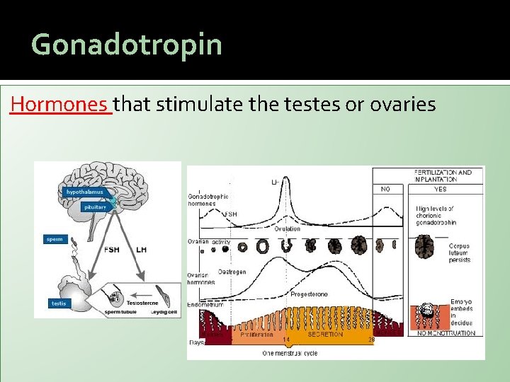 Gonadotropin Hormones that stimulate the testes or ovaries 