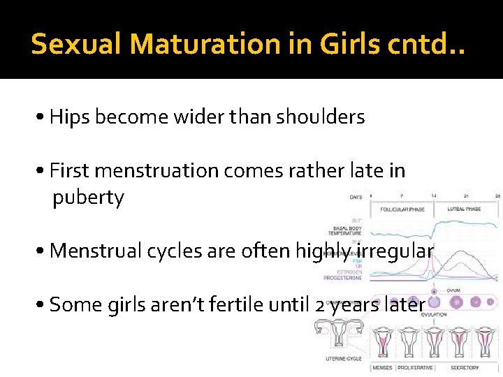 Sexual Maturation in Girls cntd. . • Hips become wider than shoulders • First