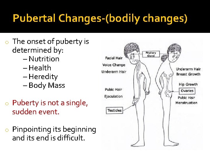 Pubertal Changes-(bodily changes) o The onset of puberty is determined by: – Nutrition –