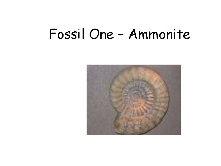 Fossil One – Ammonite 