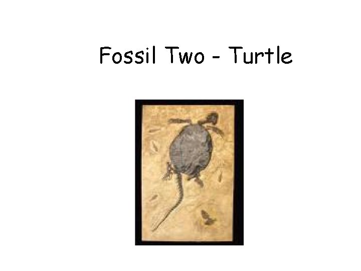 Fossil Two - Turtle 