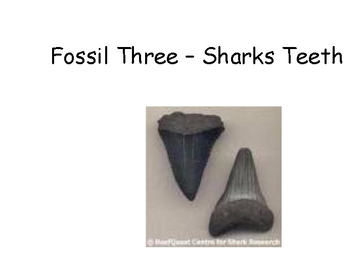 Fossil Three – Sharks Teeth 