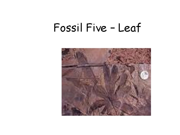 Fossil Five – Leaf 