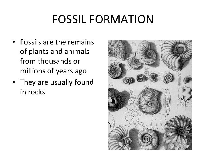 FOSSIL FORMATION • Fossils are the remains of plants and animals from thousands or