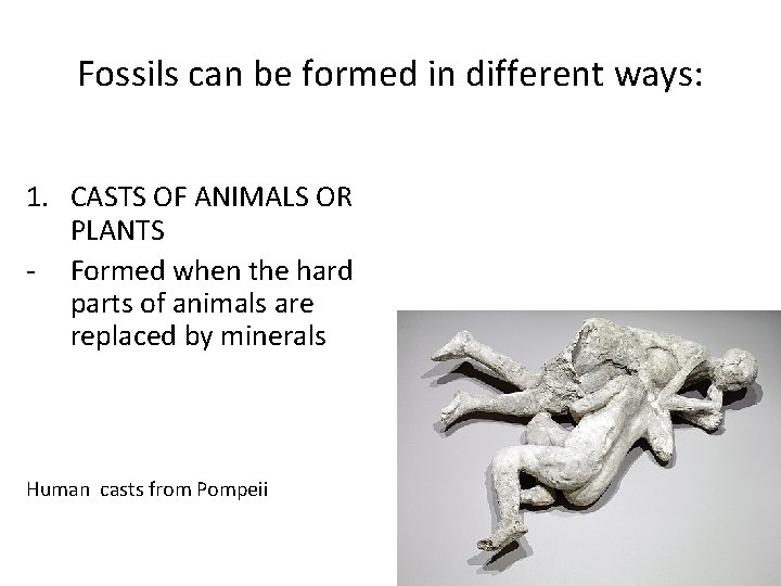 Fossils can be formed in different ways: 1. CASTS OF ANIMALS OR PLANTS -