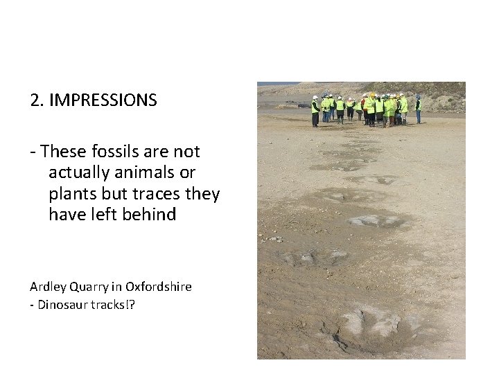 2. IMPRESSIONS - These fossils are not actually animals or plants but traces they
