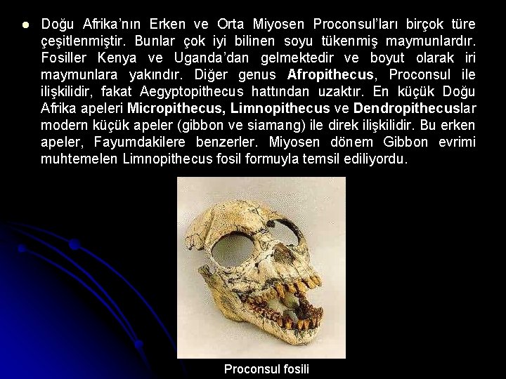  Doğu Afrika’nın Erken ve Orta Miyosen Proconsul’ları birçok türe çeşitlenmiştir. Bunlar çok iyi