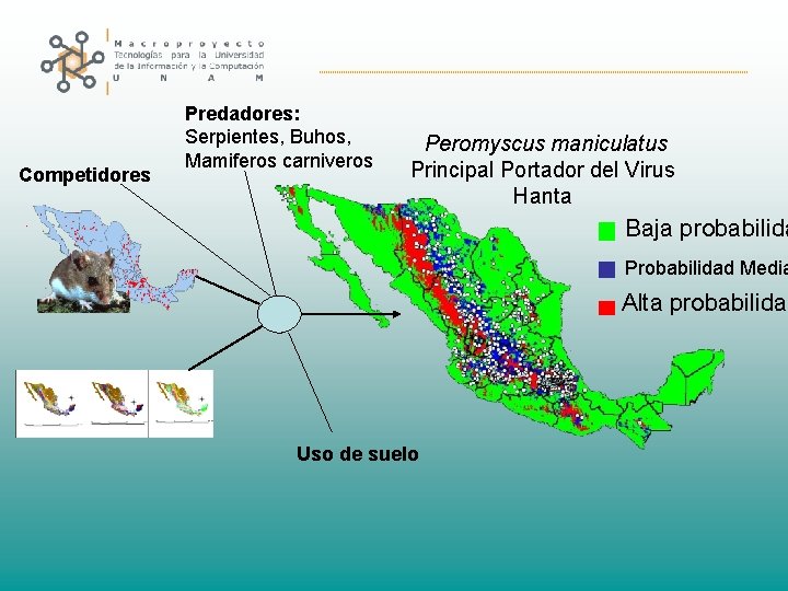 Competidores Predadores: Serpientes, Buhos, Mamiferos carniveros Peromyscus maniculatus Principal Portador del Virus Hanta Baja