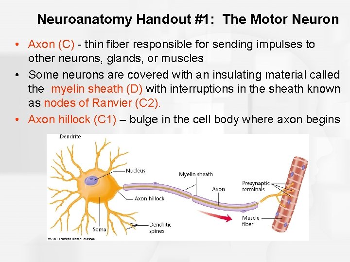 Neuroanatomy Handout #1: The Motor Neuron • Axon (C) - thin fiber responsible for