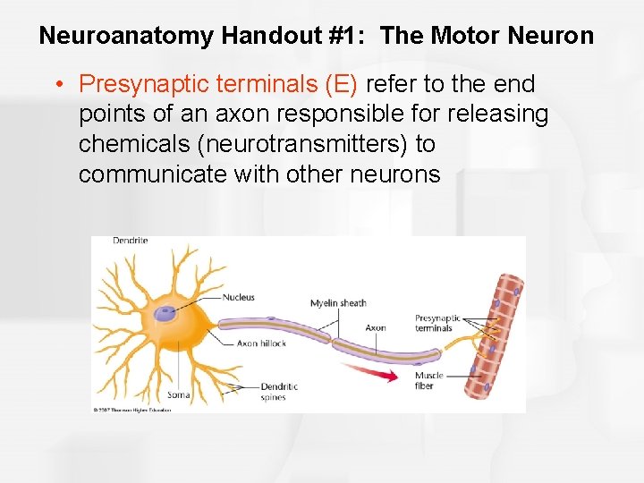 Neuroanatomy Handout #1: The Motor Neuron • Presynaptic terminals (E) refer to the end