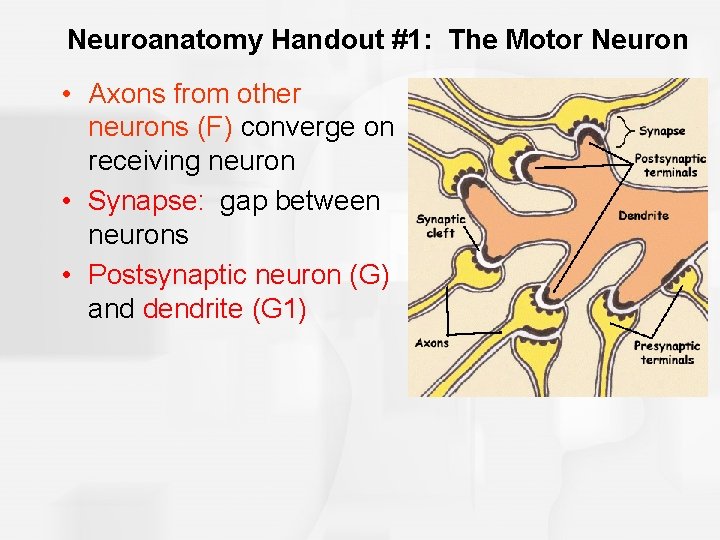 Neuroanatomy Handout #1: The Motor Neuron • Axons from other neurons (F) converge on