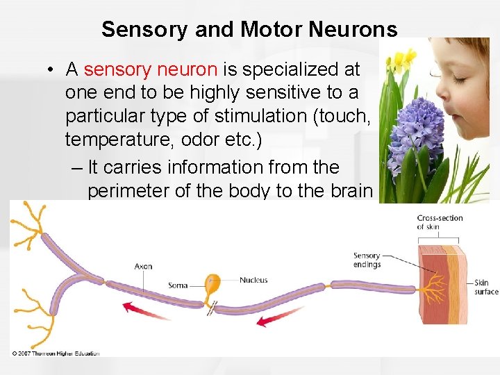 Sensory and Motor Neurons • A sensory neuron is specialized at one end to