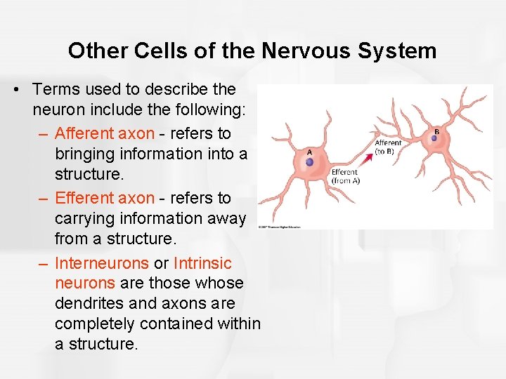 Other Cells of the Nervous System • Terms used to describe the neuron include