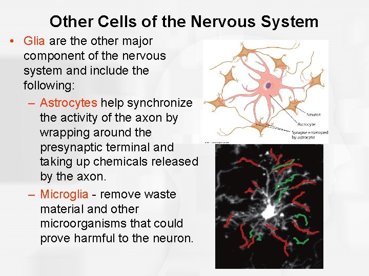 Other Cells of the Nervous System • Glia are the other major component of