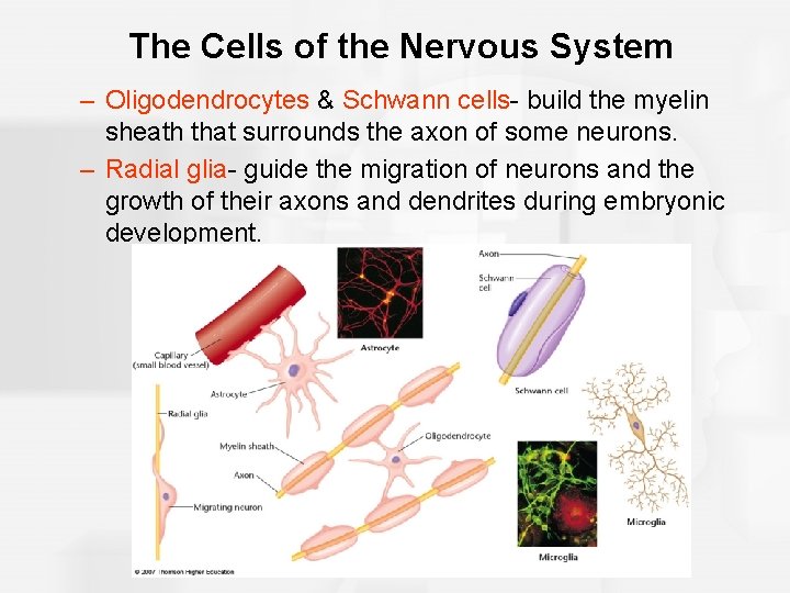 The Cells of the Nervous System – Oligodendrocytes & Schwann cells- build the myelin