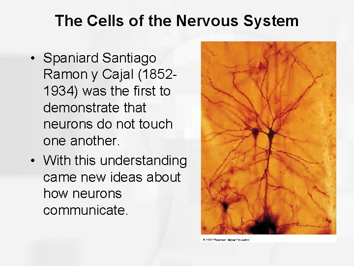The Cells of the Nervous System • Spaniard Santiago Ramon y Cajal (18521934) was