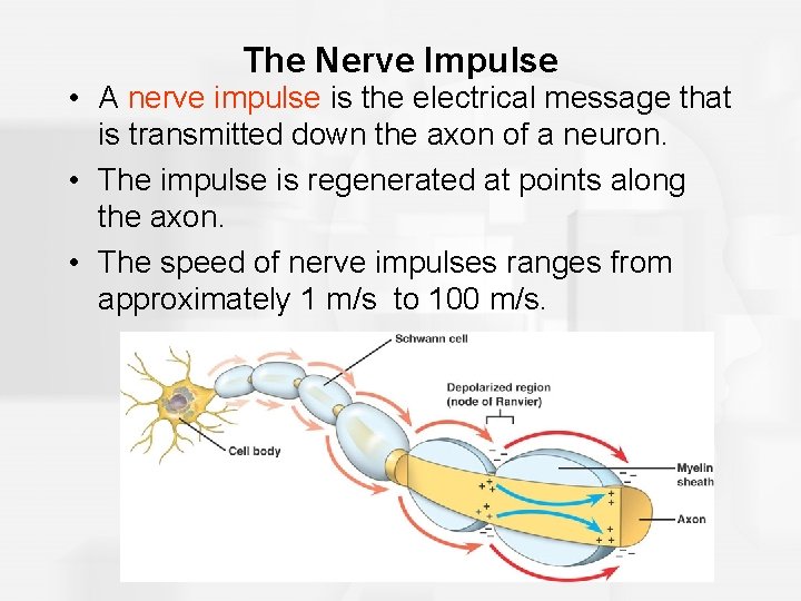 The Nerve Impulse • A nerve impulse is the electrical message that is transmitted