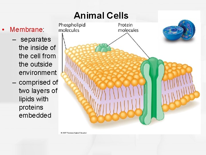 Animal Cells • Membrane: – separates the inside of the cell from the outside