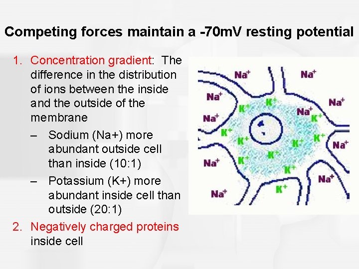 Competing forces maintain a -70 m. V resting potential 1. Concentration gradient: The difference