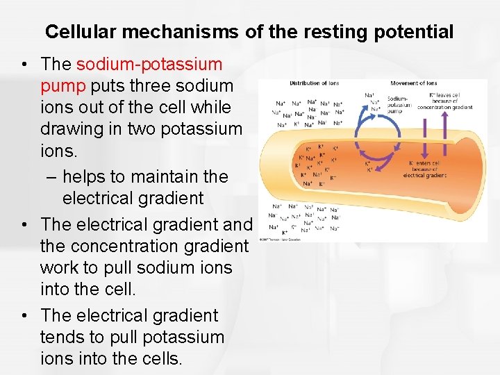 Cellular mechanisms of the resting potential • The sodium-potassium pump puts three sodium ions