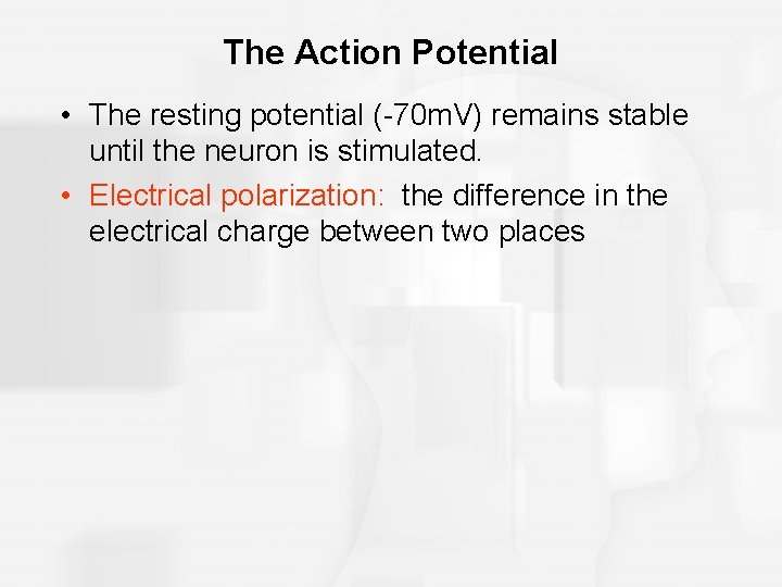 The Action Potential • The resting potential (-70 m. V) remains stable until the