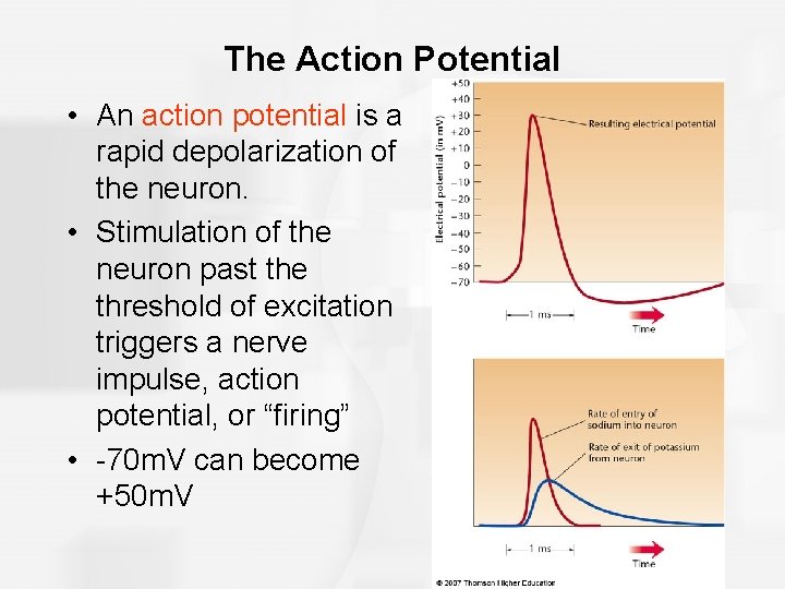 The Action Potential • An action potential is a rapid depolarization of the neuron.