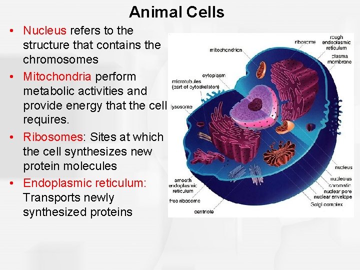 Animal Cells • Nucleus refers to the structure that contains the chromosomes • Mitochondria