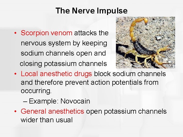 The Nerve Impulse • Scorpion venom attacks the nervous system by keeping sodium channels