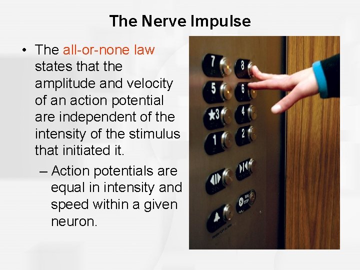 The Nerve Impulse • The all-or-none law states that the amplitude and velocity of