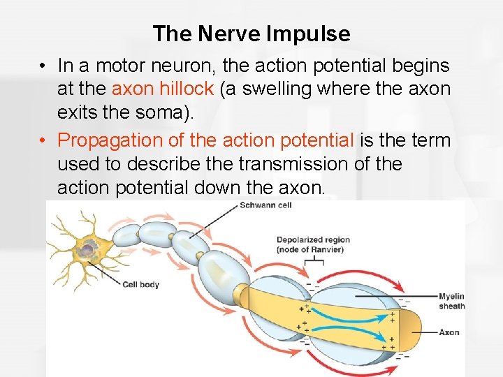 The Nerve Impulse • In a motor neuron, the action potential begins at the