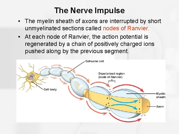 The Nerve Impulse • The myelin sheath of axons are interrupted by short unmyelinated
