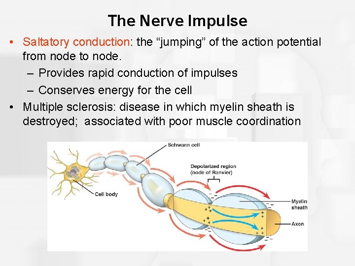 The Nerve Impulse • Saltatory conduction: the “jumping” of the action potential from node