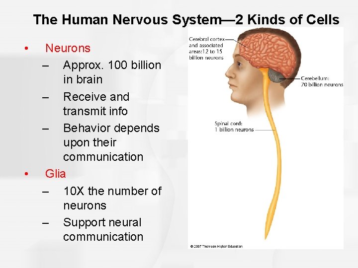 The Human Nervous System— 2 Kinds of Cells • • Neurons – Approx. 100