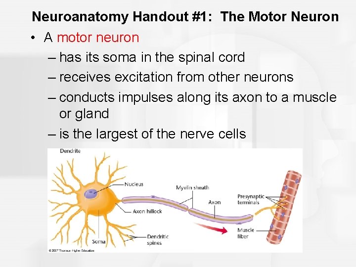 Neuroanatomy Handout #1: The Motor Neuron • A motor neuron – has its soma