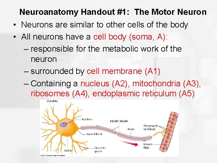 Neuroanatomy Handout #1: The Motor Neuron • Neurons are similar to other cells of