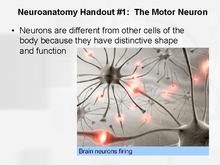 Neuroanatomy Handout #1: The Motor Neuron • Neurons are different from other cells of