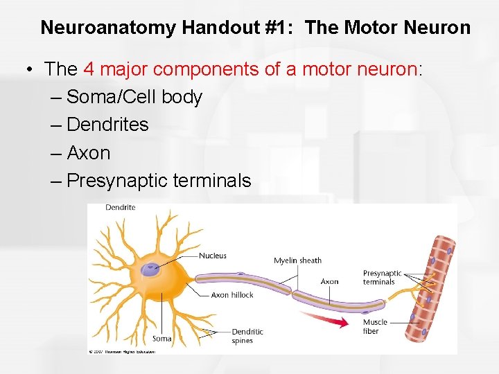 Neuroanatomy Handout #1: The Motor Neuron • The 4 major components of a motor