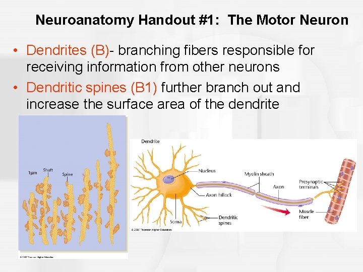 Neuroanatomy Handout #1: The Motor Neuron • Dendrites (B)- branching fibers responsible for receiving