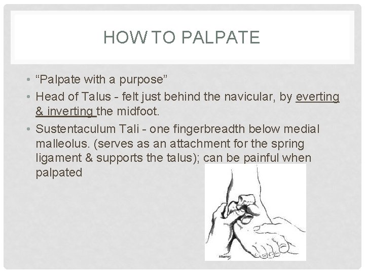 HOW TO PALPATE • “Palpate with a purpose” • Head of Talus - felt HOW TO PALPATE • “Palpate with a purpose” • Head of Talus - felt